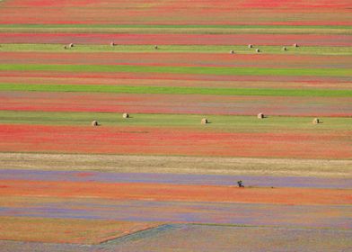 Flowering of Castelluccio