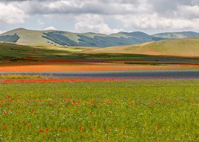 Flowering of Castelluccio