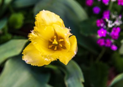 Inside of a yellow flower