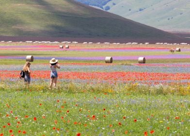 Flowering of Castelluccio