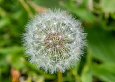 Close up shot of dandelion