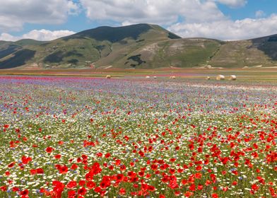 Flowering of Castelluccio