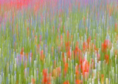 Flowering of Castelluccio