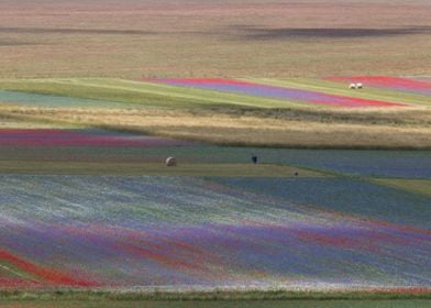 Flowering of Castelluccio