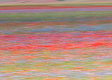 Flowering of Castelluccio