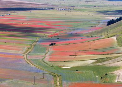 Flowering of Castelluccio