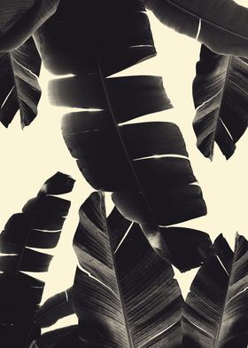 Banana Leaves Summer 4
