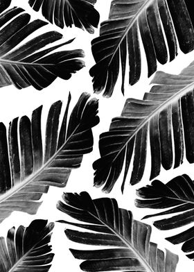 Black Banana Leaves 1