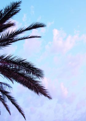 Palm Leaves Pastel Clouds 
