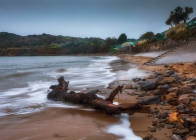 Driftwood at Langland Bay