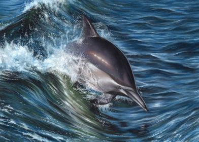 Dolphin Ocean