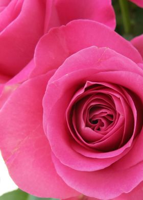 Two Pretty Pink Roses