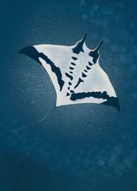 Big manta ray