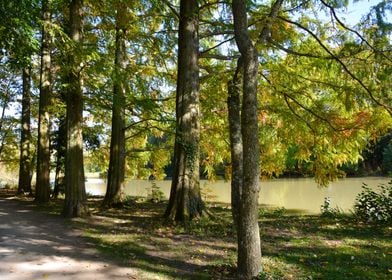 Trees on a lake