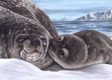 Seal and Pup