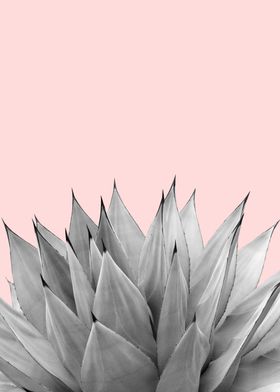 Agave Vibes 9 