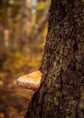 Bracket fungus on the tree