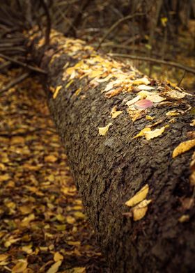 Fallen tree in autumn