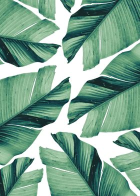 Tropical Banana Leaves 5