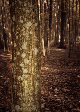 Hornbeam tree bark