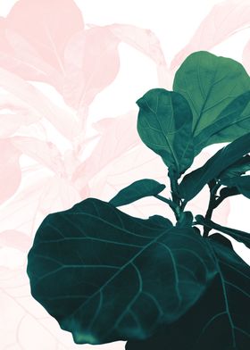 Blush Green Fiddle Leaf 1