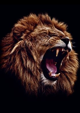 wild angry lion head 