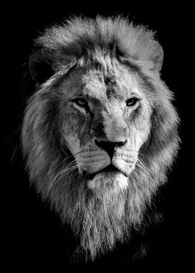 Lion king head BW poster  