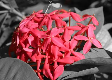 Pink Flower Heart