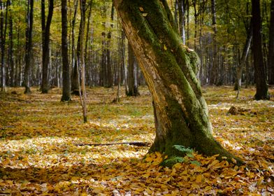 Bialowieza Forest in fall