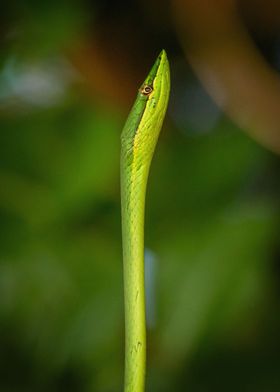 Pointed Snake