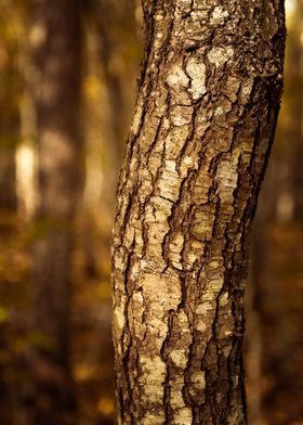 Tree bark in autumn