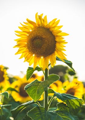 Sunflower Floral Nature