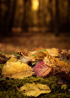 Autumn foliage in the wood