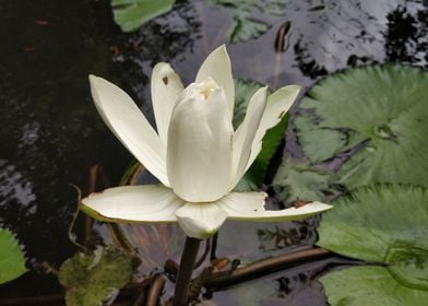 Lily in pond