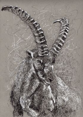 ibex scribble art