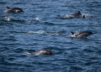 Playful Pod of Dolphins