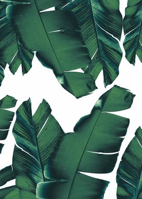 Banana Leaves Tropical 5