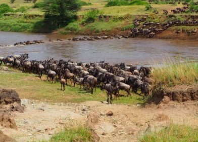 Gnus Mara River Crossing