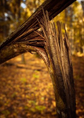 broken tree in Bialowieza