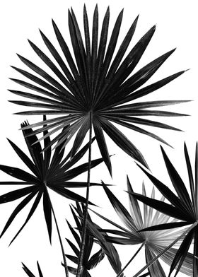Fan Palm Leaves Jungle 4 