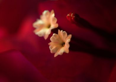 Inside a Red Flower