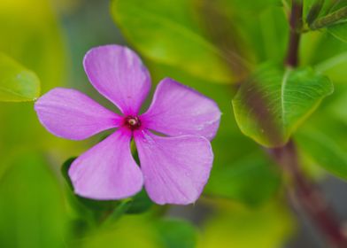 Pink Flower