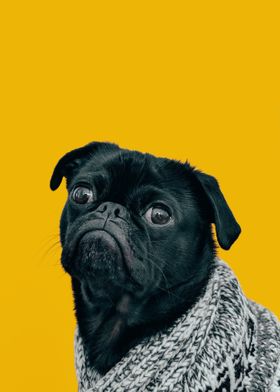 Funny Dog Pug