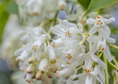 white Flower Closeup