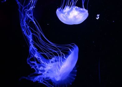 Jellyfish Sea Creature