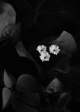 Black and White Flower