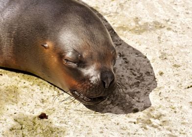 Sleeping Seal