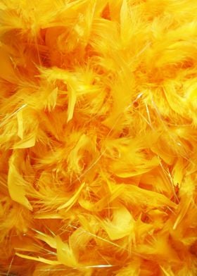 Yellow feathers