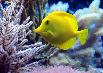 Yellow Surgeon Fish