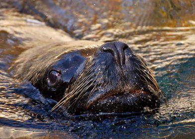 Swimming Seal